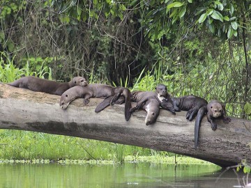 Tambopata National Reserve